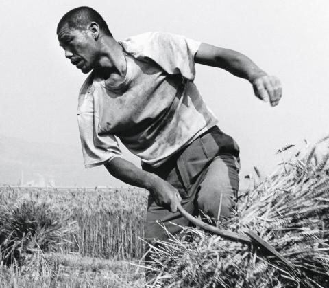 Migrant Wheat Farmer in the Field in Guangzhou, Shaanxi